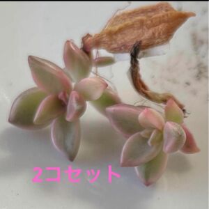 多肉植物^o^ 葉挿し赤ちゃんピーチ姫2コセット