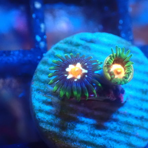 【USAマメスナ】Stargazer Zoanthids　マメスナギンチャク