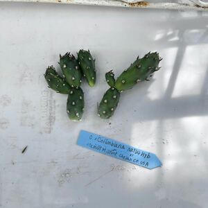 Opuntia x Colmbiana natur Hyb オプンチア　サボテン