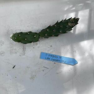 Opuntia fragilis オプンチア　フラギリス　サボテン