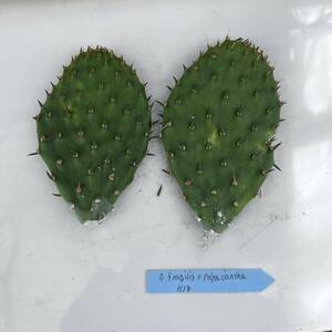 Opuntia fragilis x Polyacantha hyb オプンチア　雑種　サボテン