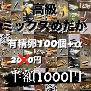 半額セール中!! 高級ミックスメダカ 有精卵100個+a (ダルマ ミッドナイトフリル 夜桜 パーティドレス マリアージュ リアルロングフィンなど