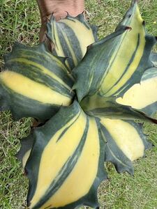 [ agriculture . direct delivery ] large size rare agave fe lock s.... entering finest quality . rare .Agave salmiana var.ferox variegata free shipping 