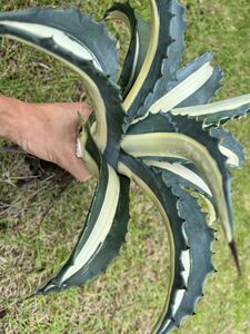 [ agriculture . direct delivery ] extra-large size AGAVE agave America -na..me Dio pikta* Alba . entering Agave americana var. medio-picta