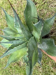 [ agriculture . direct delivery ] extra-large size AGAVE agave cameo over tifo rear . entering finest quality . rare agave ovatifolia cameo special selection excellent a little over . stock 
