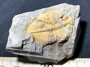 三葉虫・王冠虫・46g（中国産化石標本）