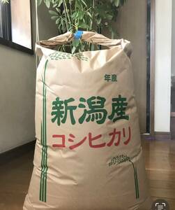  прекрасный тест ..~. мир 5 год Niigata производство * Koshihikari 24kg