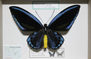 蝶標本　アオメガネトリバネアゲハ　（Florida島産♂）