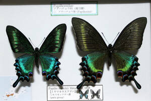 蝶標本　ミヤマカラスアゲハ（美麗♀）Per