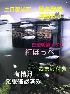 【おまけ付き】紅ほっぺ 白透明鱗 メダカ 有精卵20＋α 赤いほっぺ メダカの卵 めだか 綺麗 かわいい 人気