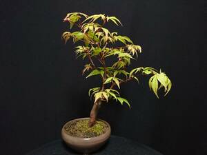 [bya comb n]. leaf [ large sake cup ]|momiji[ oo sakazki] futoshi . height of tree 28. shohin bonsai mini bonsai maple bonsai excellent material No4-10