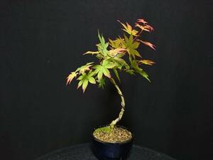 [bya comb n]. leaf [ nail .]|momiji[tsuma red ] height of tree 22. shohin bonsai mini bonsai maple bonsai excellent material No12-8