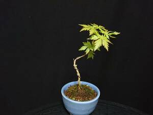 . лист [ иметь Akira ]|momiji[ Aria ke] высота дерева 13. shohin bonsai мини бонсай бонсай клен бонсай превосходный материалы No15-6