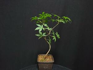 [bya расческа n]. лист [ осень .]|momiji[shuuka] высота дерева 22. shohin bonsai мини бонсай клен бонсай превосходный материалы No16-8