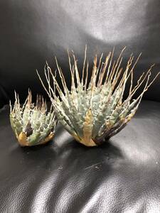 101 agave yutaensise Boris pina2 pcs set 