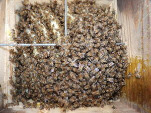 日本蜜蜂　日本ミツバチ　二ホンミツバチ　日本みつばち　日本ミツバチ研究会・都城(宮崎県)　活発な群で強群です。