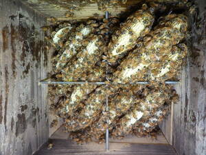 西洋ミツバチ、蜜蜂、日本蜜蜂、二ホン蜜蜂、ハチミツ、　日本ミツバチ研究会・都城 (宮崎県)　強群です。