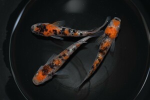 ● 極上 三色ラメ メダカ から産まれた めだか稚魚10匹＋α ●【めだか製作所】。