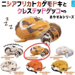 ニシアフリカトカゲモドキとクレステッドゲッコー おやすみシリーズ