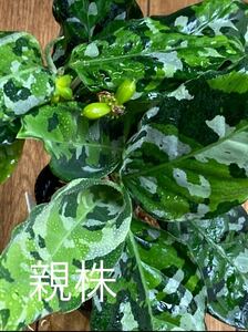 Aglaonema pictum tricolor ANDAMAN アグラオネマ・ピクタム・トリカラー・アンダマン　再出品（20％OFF）