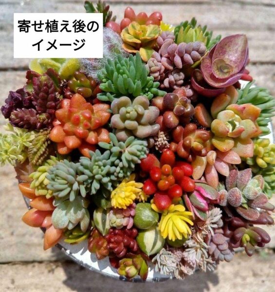 多肉植物　カット苗　30種　詰め合わせ