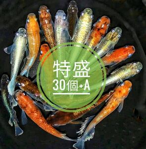 【ミックス】メダカ卵特盛30個+a