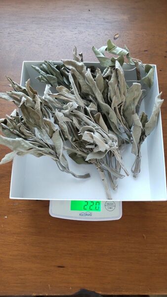 ホワイトセージ リーフ 乾燥 枝 葉 約21g サルビア・アピアナ カルフォルニア 浄化 ハーブ 天然石浄化 有機 無農薬 U