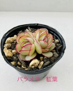 多肉植物☆韓国苗☆パラメラ☆2頭☆茶棒☆エッジが可愛くお花のよう^_^