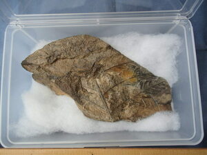 0 fossil specimen . feather. kladofre screw 