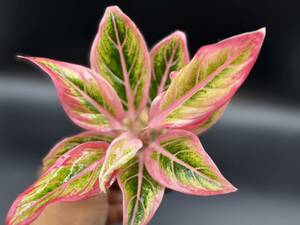 アグラオネマ　ロータス　デライト【写真現物】Aglaonema Lotus Delight【HEIAN】