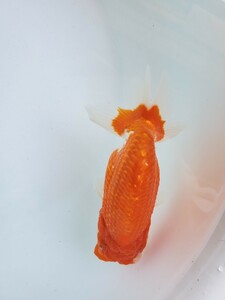 [ normal ] golgfish 14cm look goods 