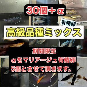 メダカ 卵 高級品種ミックス (ミッドナイトフリル、フロマージュ レッドクリフ、三色ラメ) 有精卵 30個＋α 送料無料