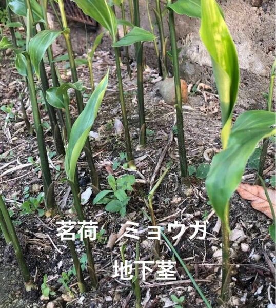 無農薬　茗荷・みょうが・ミョウガの苗と地下茎　5株