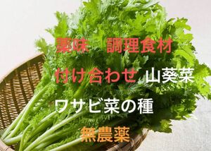 ワサビ菜の種　山葵菜　わさびな　無農薬　100粒超