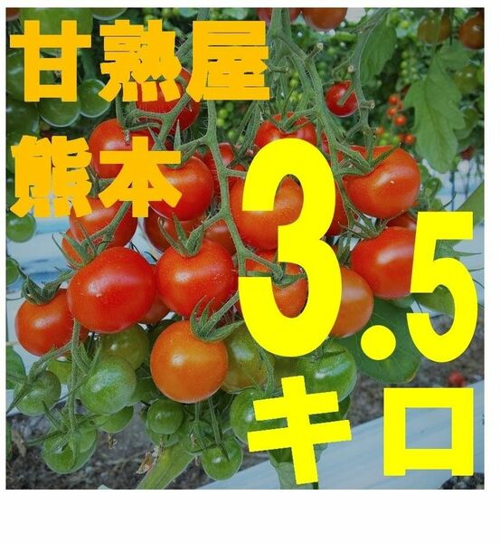 完熟ミニトマト3.5キロ
