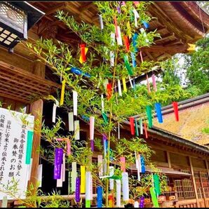天然 七夕 笹 綺麗です(^.^)