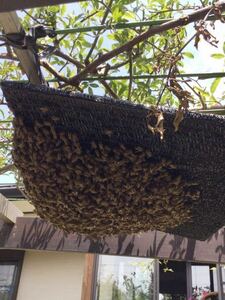  Япония меласса пчела гнездо в коробке нынешний минут пчела группа самовывоз только 