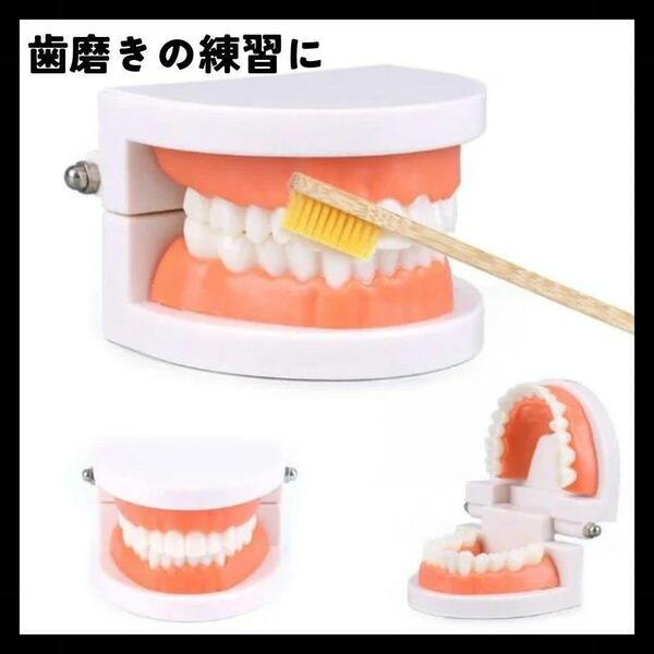 【新品】歯 模型 デンタル 歯磨き モンテッソーリ 子ども 歯科 衛生 知育