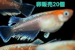 【卵販売】紅白キッシングワイドフィン　メダカ　極上種親　有精卵　２０個+α
