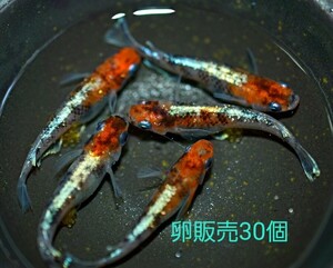 【卵販売】三色ラメ体外光　メダカ　極上種親　有精卵　３０個+α