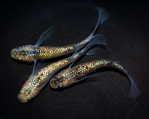 サボラメリアルロングフィン　若魚（2024年産まれ） オス1 メス2(現物出品) ikahoff W-0602-37150-a