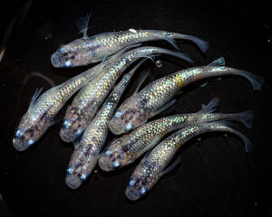 白ブチラメサファイア　若魚（2024年産まれ） オス4 メス3(現物出品) ikahoff M-0603-37168-a