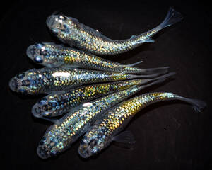 サボラメイエロー　若魚（2024年産まれ） オス2 メス4(現物出品) ikahoff U-0611-37418-a