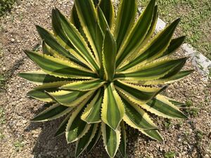 アガベ 五色万代　ロファンサ錦 Agave Lophantha Quadricolor　 子株　斑入り　ランナー　