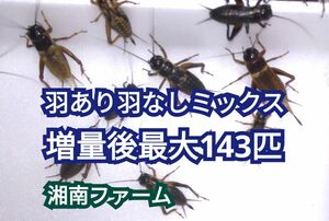 ミックス110匹フタホシコオロギ 送料 全国一律750円（但し北海道 九州 沖縄は1050円） ★イエコオロギに比べ栄養価が高く遅鈍で低跳躍