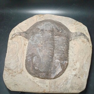 三葉虫　オルドビス紀　シンフィズリーナ　アイン　タウチクテ　ザゴラ　モロッコ　母岩サイズ40cm×36cm　標本サイズ30cm×33cm　6500g