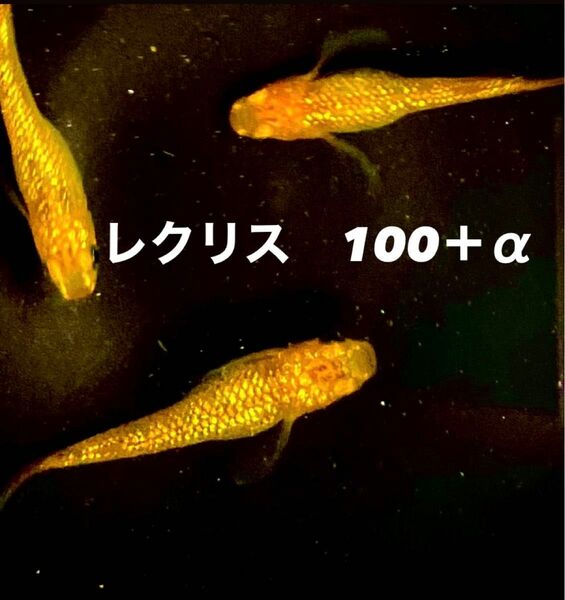 レクリス　100+α ラメメダカ　めだか　卵