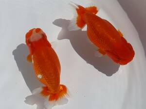 [ Harima golgfish second . fish ] two years old fish 2 pcs set [NO.2530]