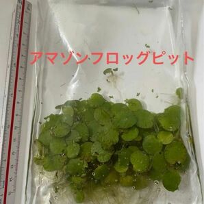 水草2種　アマゾンフロッグピット　アオウキクサ