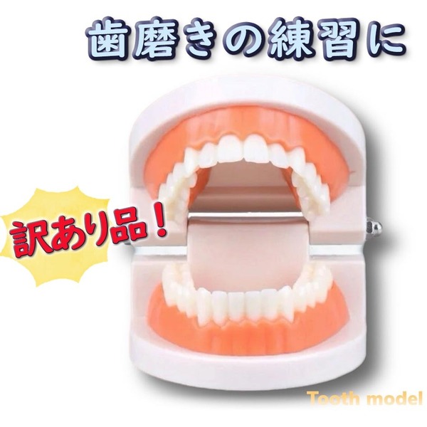 歯の模型《訳あり品》歯磨き 教育 歯科 デンタル 歯のモデル 子供 知育玩具 歯磨きの練習 歯科衛生